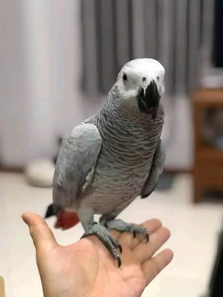 African Grey parrots for sale near me