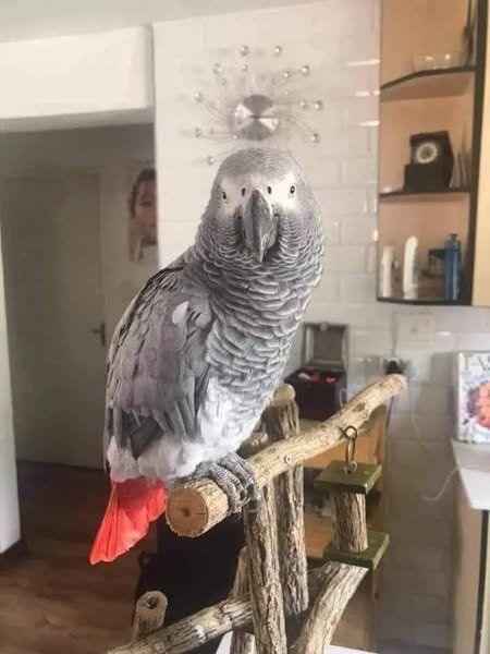 Hand-reared African Grey for sale
