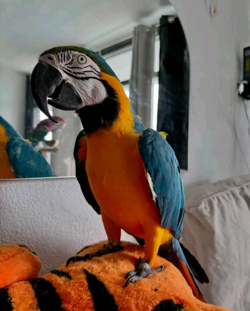 View of Macaws for Sale UK | 100% Hand Raised Ethically Bred Macaws