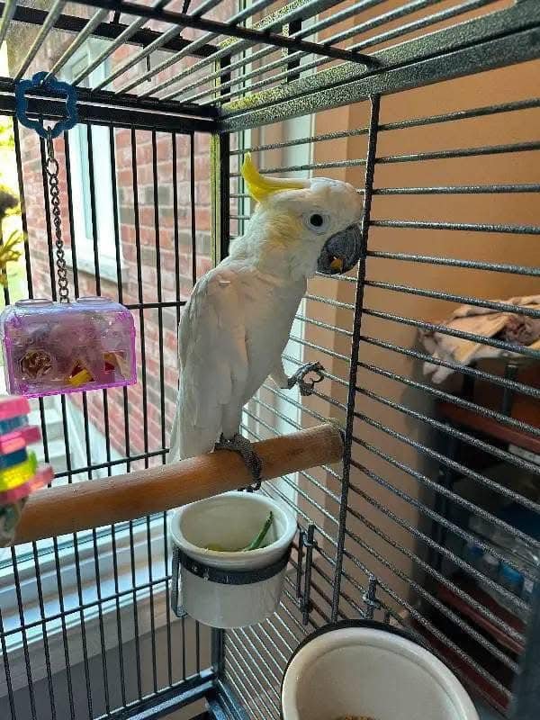 cockatoo parrot for sale