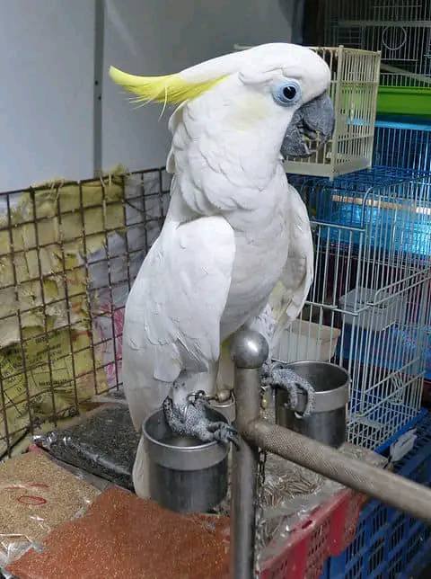 cockatoos for sale near me