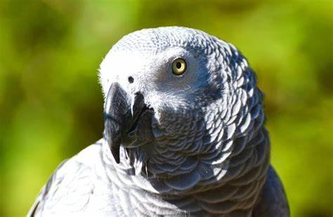 parrot breeders uk