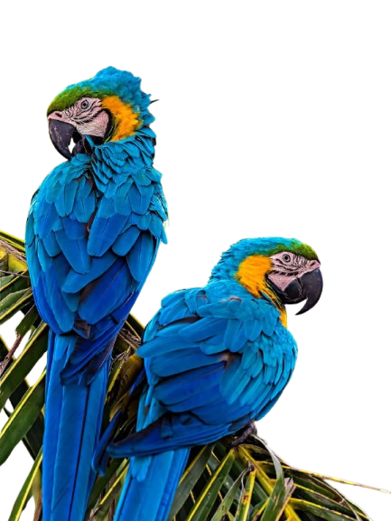 parrots for sale uk
