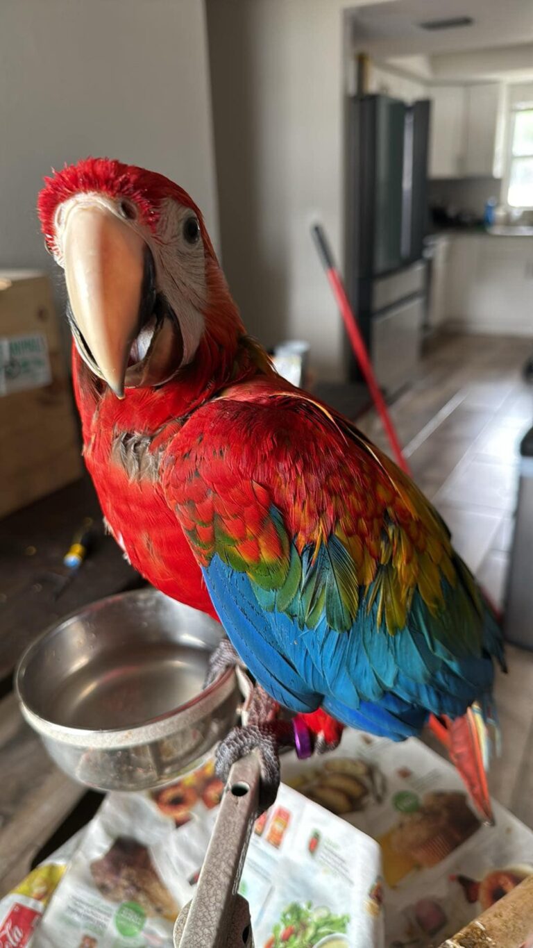 Picture of Macaws for Sale UK | 100% Hand Raised Ethically Bred Macaws