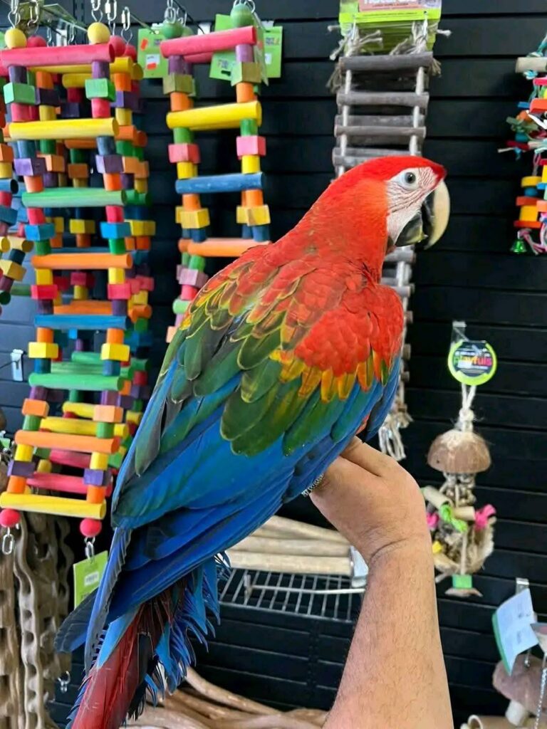 Macaws for Sale UK | 100% Hand Raised Ethically Bred Macaws - Buy Macaw Uk