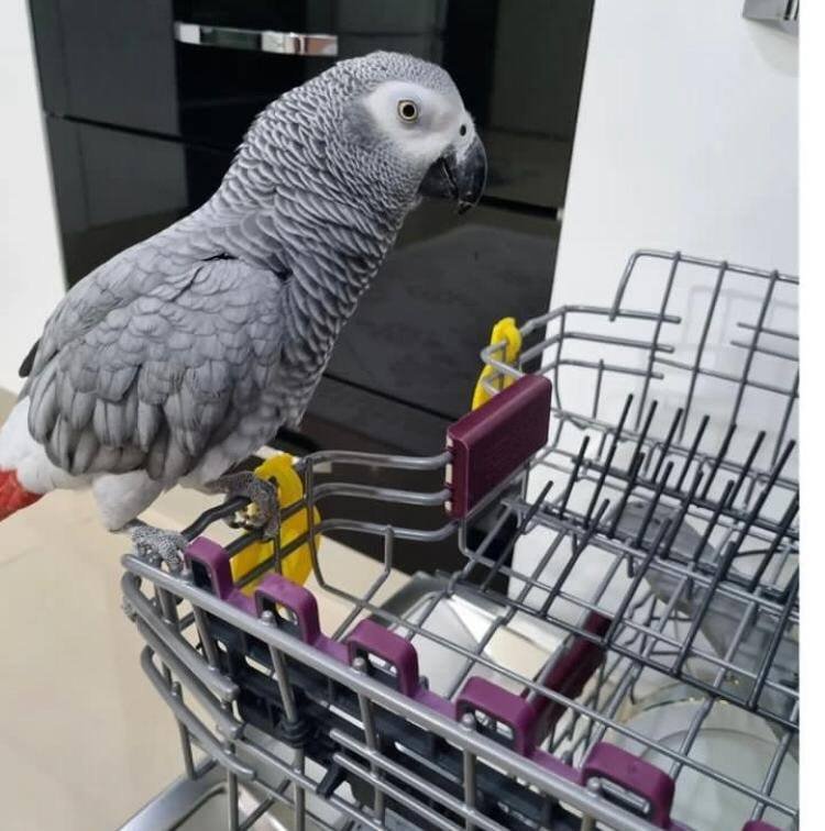 African Grey Parrot