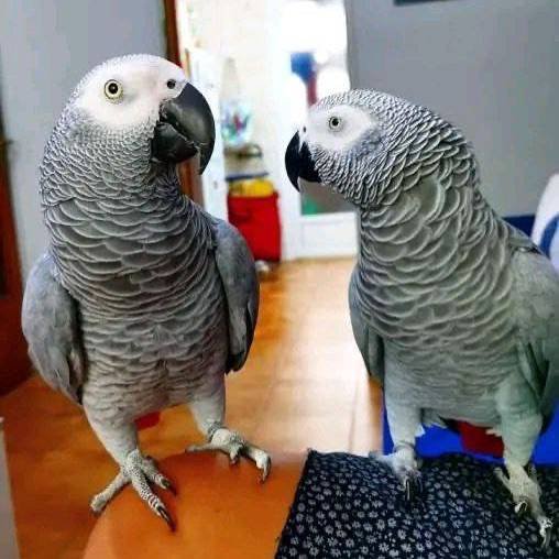 African Grey Parrot Pair