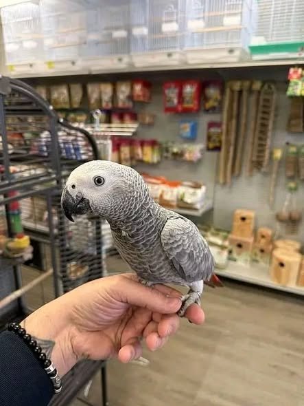 African Grey Parrot