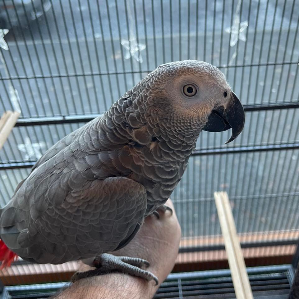 African Grey Parrot