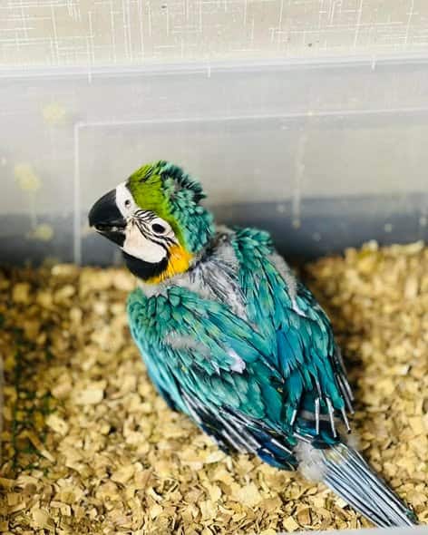 Macaws for Sale UK | 100% Hand Raised Ethically Bred Macaws - Macaws For Sale With Bird Aviary Online