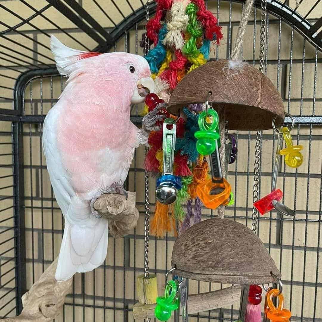 Cockatoos for sale near me