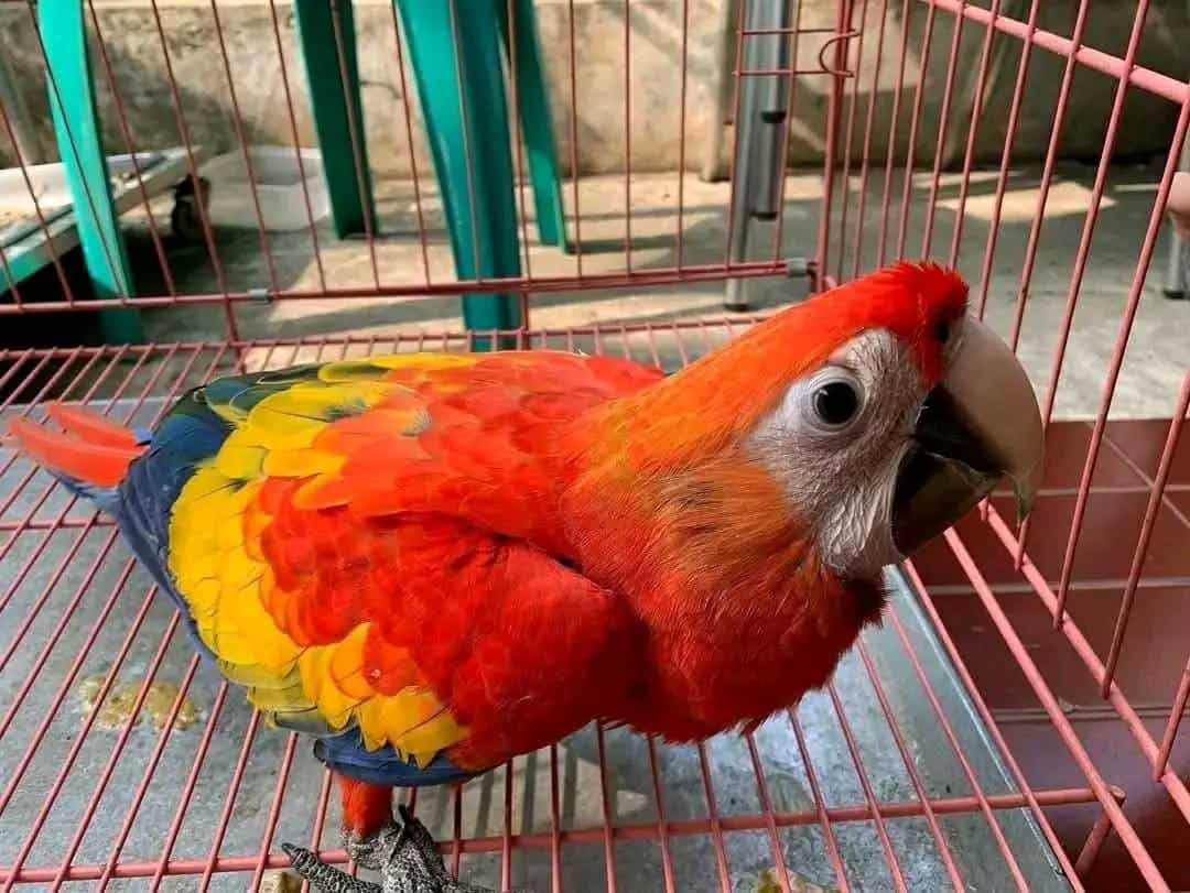 Stunning Buy Macaw Uk image