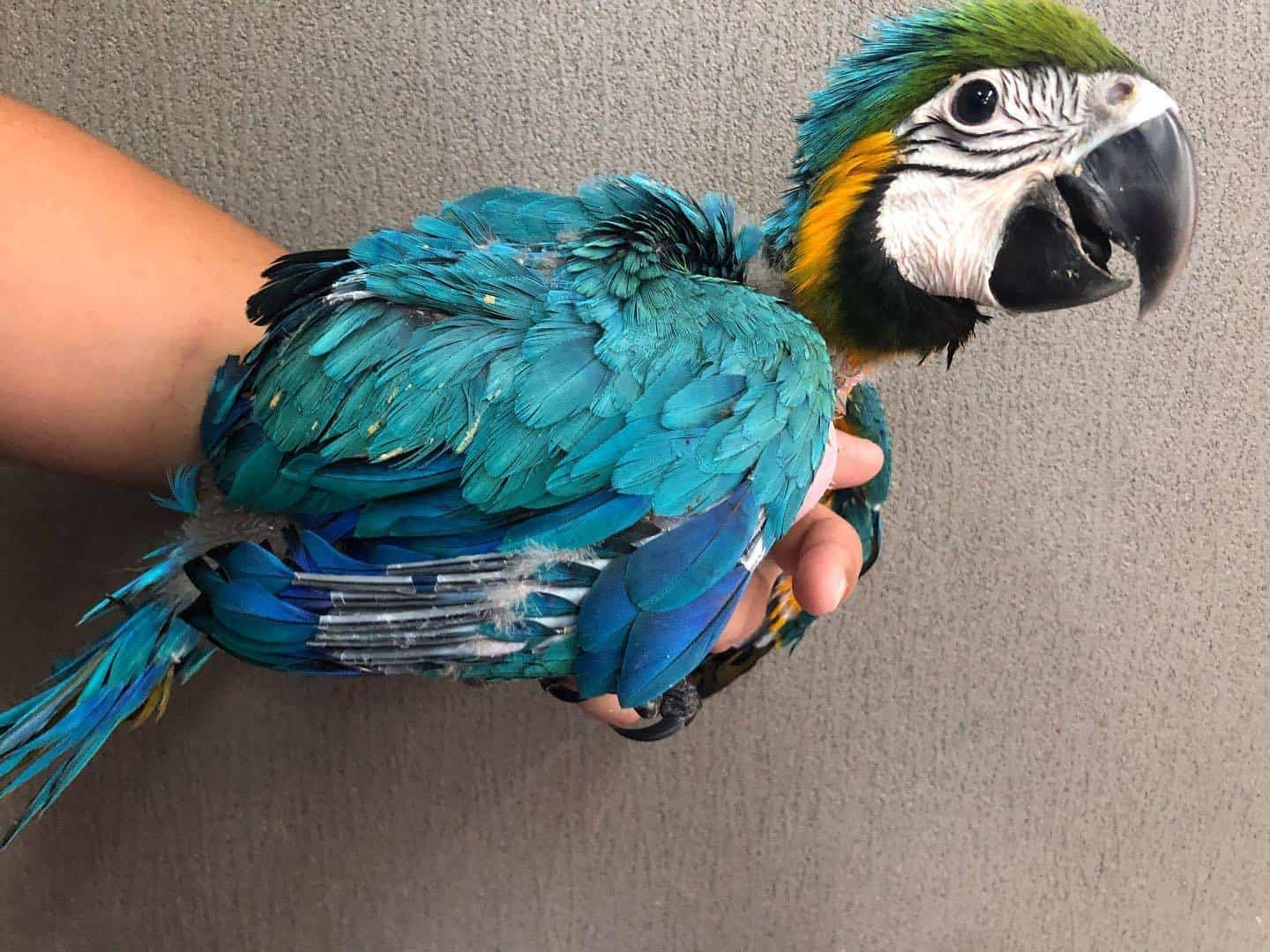 Image showcasing Macaws for Sale UK | 100% Hand Raised Ethically Bred Macaws