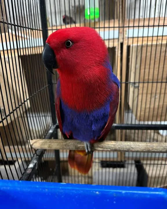 Baby Eclectus Parrot for Sale