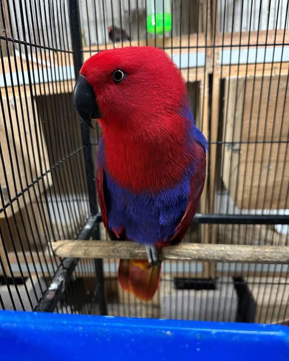Opt Parrot Eclectus Parrot for Sale UK | Hand-Raised & Tame