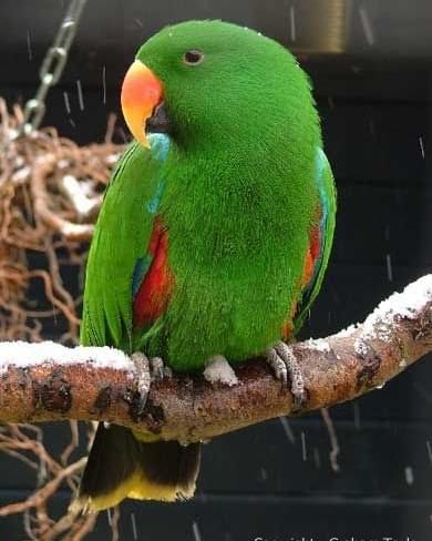 Opt Parrot Eclectus Parrot for Sale UK | Hand-Raised & Tame