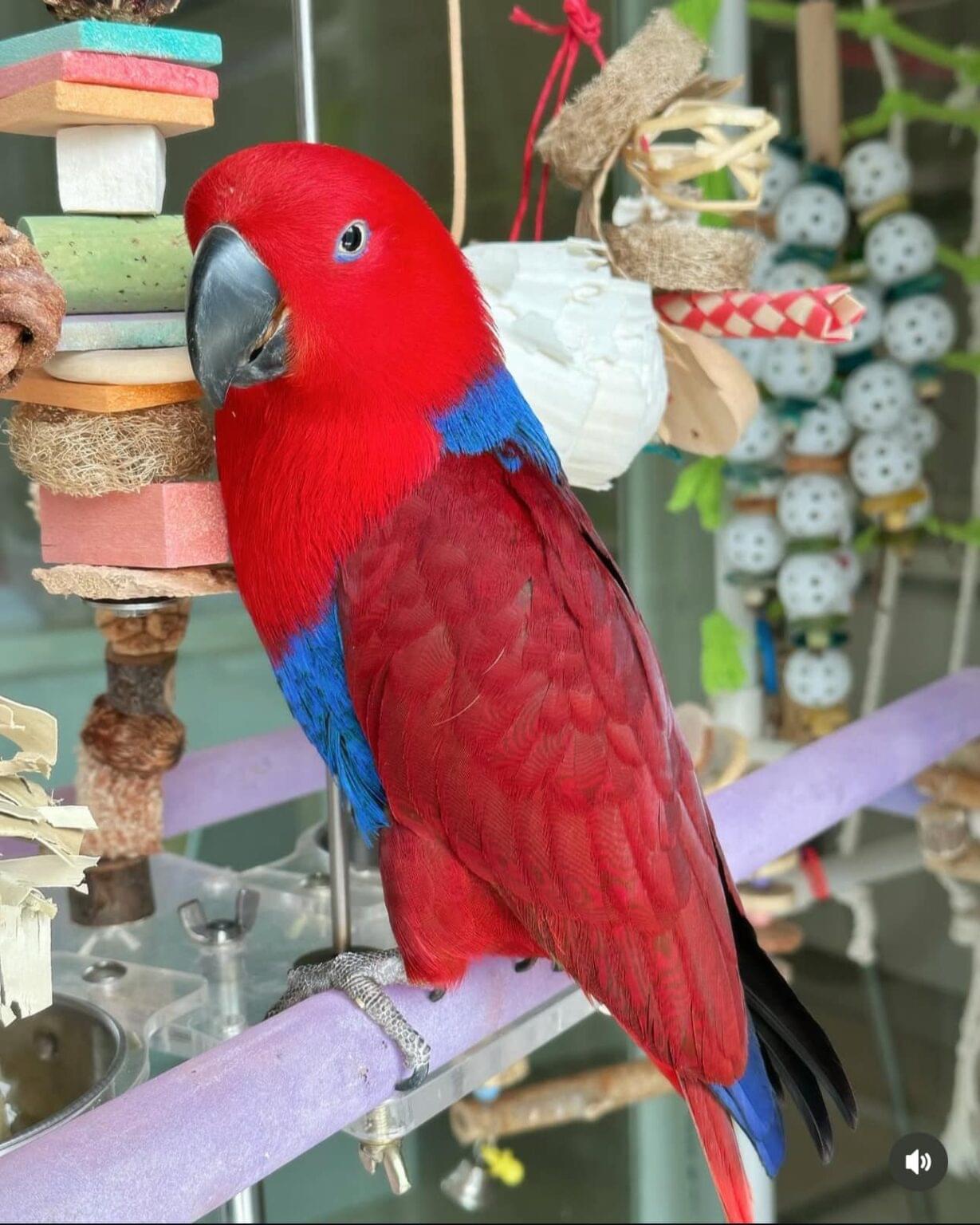 Opt Parrot Eclectus Parrot for Sale UK | Hand-Raised & Tame