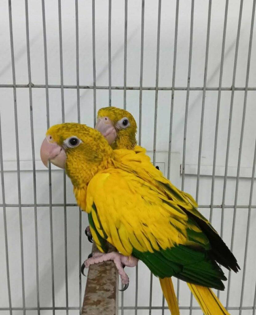 Opt Parrot Conure Parrot for Sale UK | Hand-Raised Conures