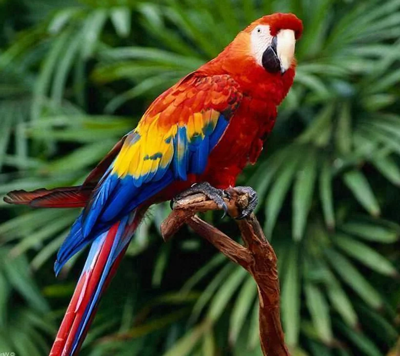 Opt Parrot Available Parrot - Pure Feather Aviary