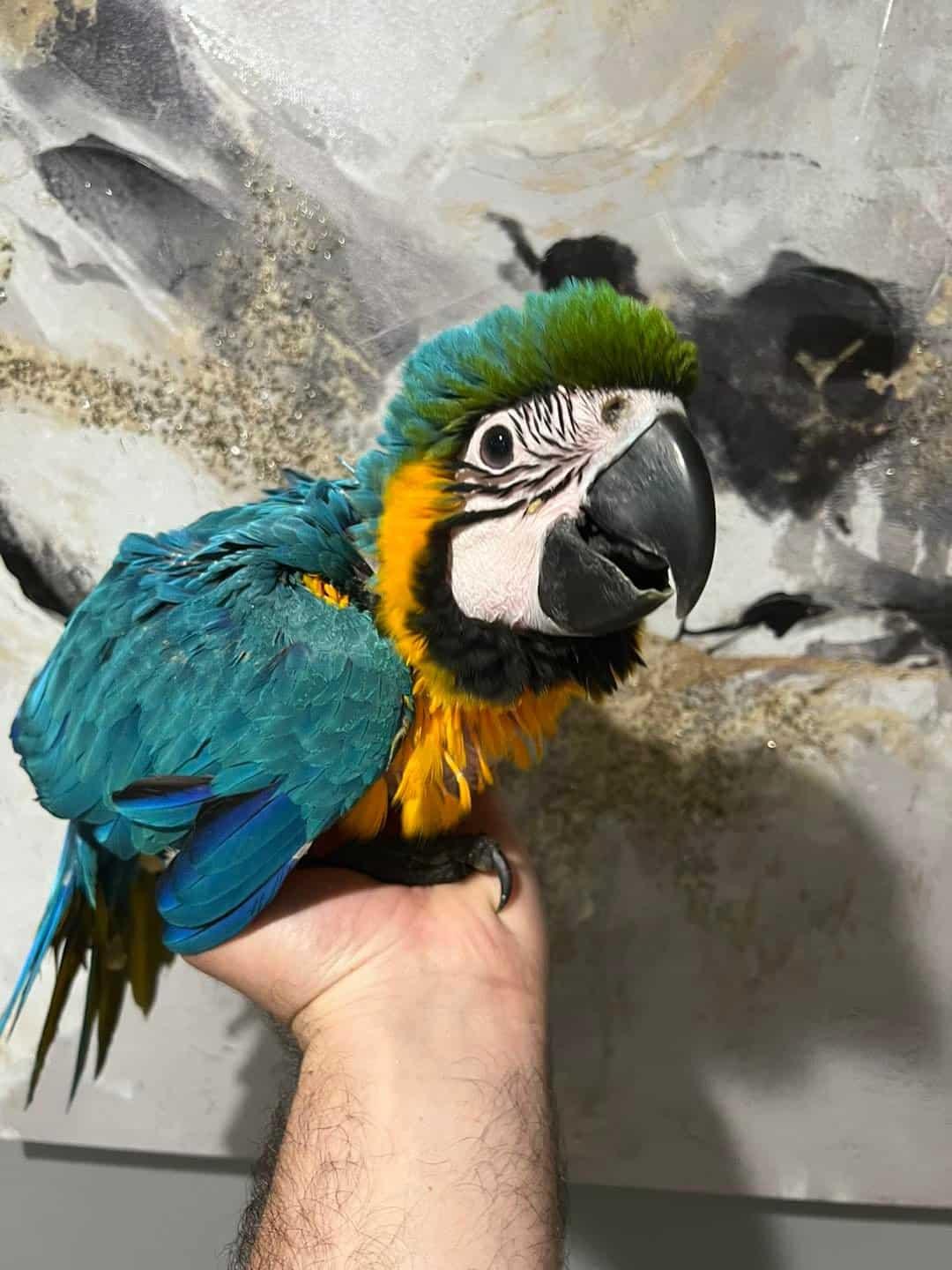 Macaws for Sale UK | 100% Hand Raised Ethically Bred Macaws