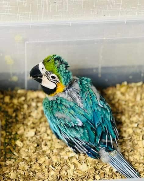 Picture of Macaws for Sale UK | 100% Hand Raised Ethically Bred Macaws