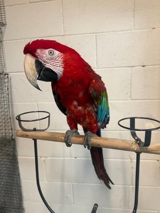 Macaws for Sale UK | 100% Hand Raised Ethically Bred Macaws