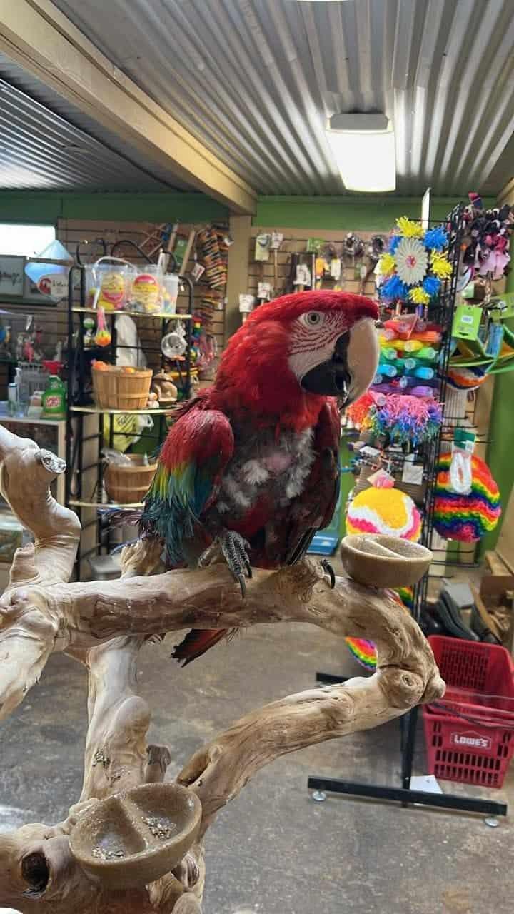 Image showcasing Macaws for Sale UK | 100% Hand Raised Ethically Bred Macaws