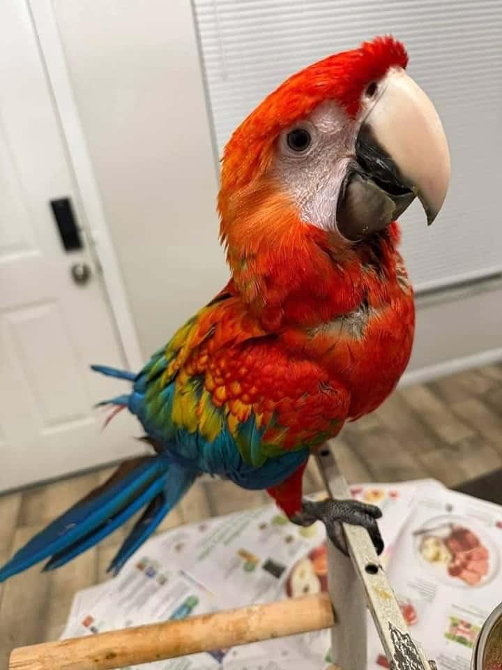 Macaws for Sale UK | 100% Hand Raised Ethically Bred Macaws