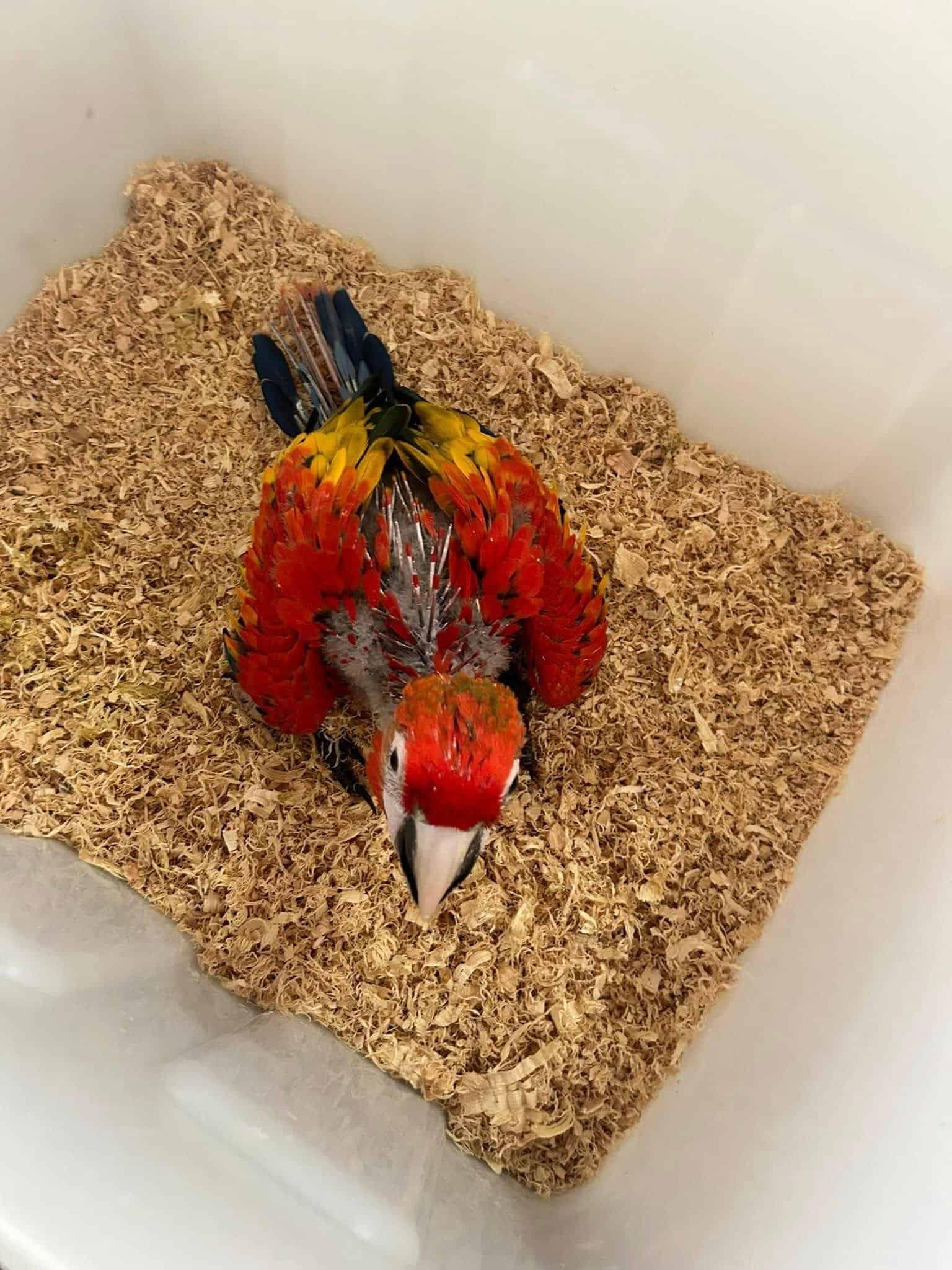 Photo inspiration: Gallery Detail: Macaws For Sale Uk 100 Hand Raised Ethically Bred Macaws