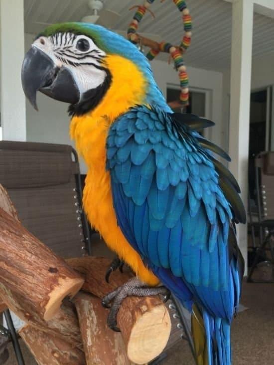Macaws for Sale UK | 100% Hand Raised Ethically Bred Macaws