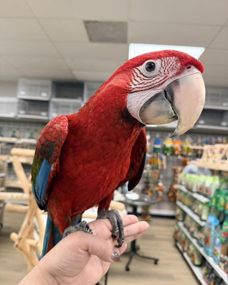 Macaws for Sale UK | 100% Hand Raised Ethically Bred Macaws