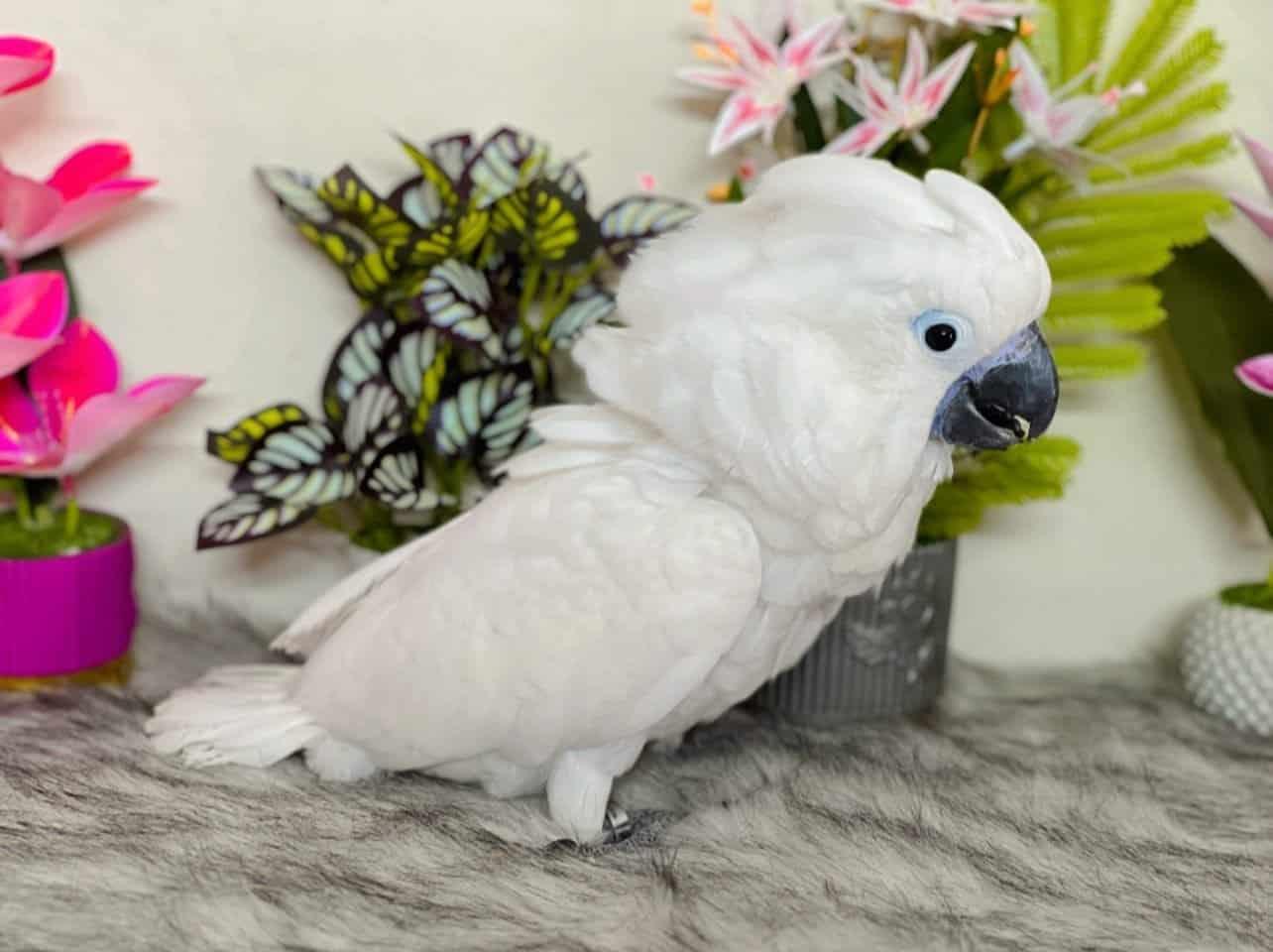 Opt Parrot Cockatoo Parrot for Sale UK | Hand-Raised Cockatoos