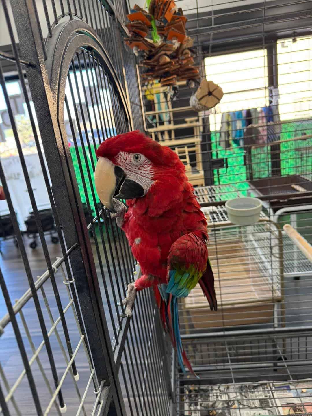 Macaws for Sale UK | 100% Hand Raised Ethically Bred Macaws