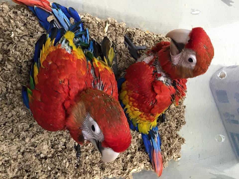 Macaws for Sale UK | 100% Hand Raised Ethically Bred Macaws - Macaw For Sale Uk Breeders